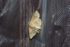 Canaea ryukyuensis