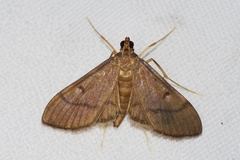 Bradina erilitoides