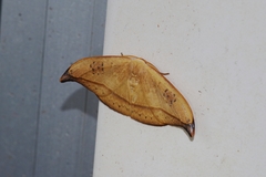 Callidrepana hirayamai