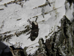 Platystomos albinus