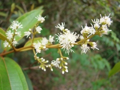 Peralejo
