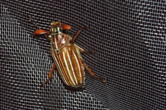 Polyphylla schoenfeldti