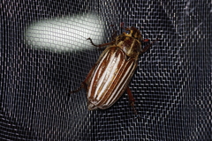 Polyphylla schoenfeldti