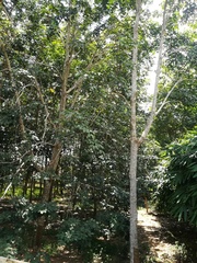 Hevea brasiliensis