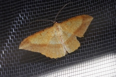 Pseudonadagara semicolor