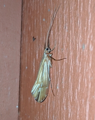 Psychoglypha