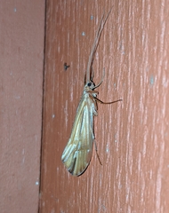 Psychoglypha