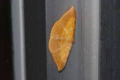 Pseudonadagara semicolor