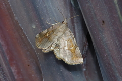 Pangrapta flavomacula