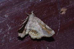 Pangrapta flavomacula