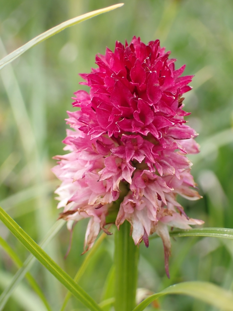 Gymnadenia buschmanniae