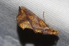 Plusiodonta coelonota