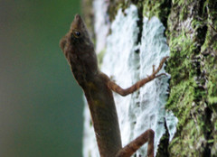 Aphaniotis acutirostris