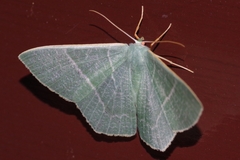 Pelagodes proquadraria