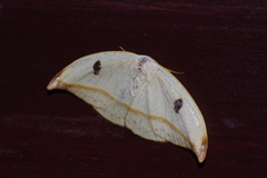 Callidrepana melanonota