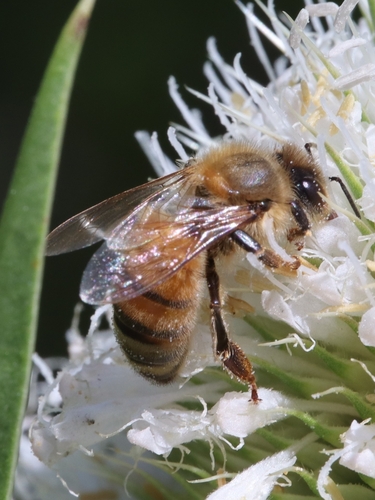 Western Honey Bee photographed in Illinois