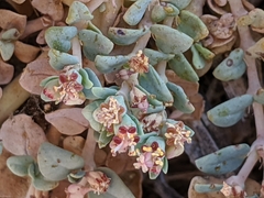 Euphorbia ocellata