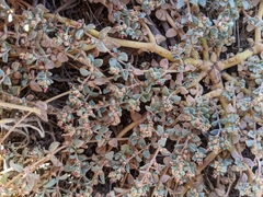 Euphorbia ocellata