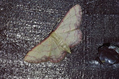 Idaea okinawensis