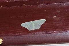 Thalassodes intaminata