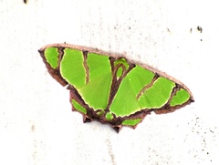 Agathia angustilimes