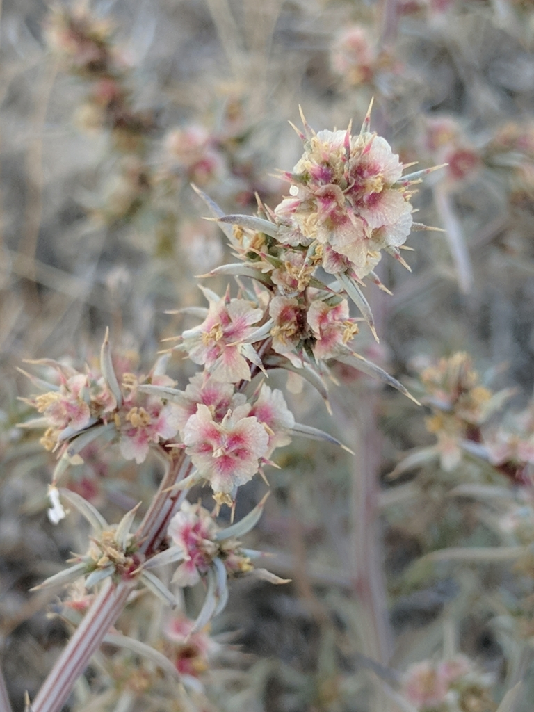 tumbleweed (Invasive Species of Texas) · iNaturalist