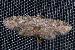 Pseudocollix hyperythra catalalia