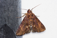 Ercheia dubia