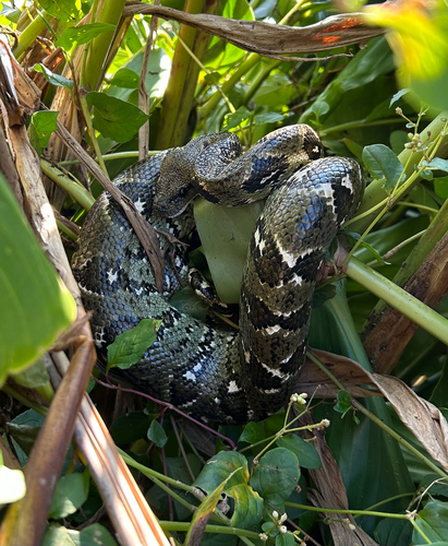 Madagascar tree boa
