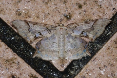 Krananda semihyalina