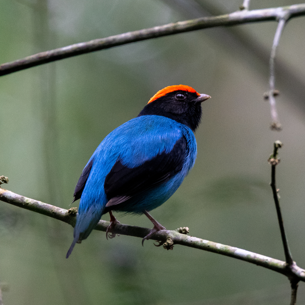 Swallow-tailed Manakin