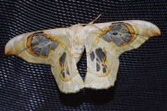 Macrauzata maxima maxima