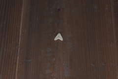 Spilarctia seriatopunctata