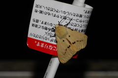 Spilarctia seriatopunctata