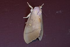 Euhampsonia cristata