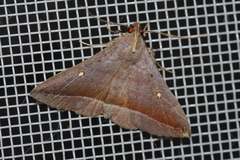 Hadennia obliqua