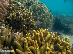 Porites cylindrica