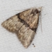 Manoba fasciatus - Photo (c) Takaaki Hattori, algunos derechos reservados (CC BY-NC), subido por Takaaki Hattori