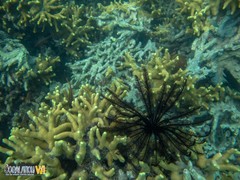 Porites cylindrica