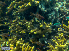 Porites attenuata