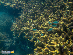 Porites cylindrica