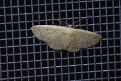 Idaea neovalida