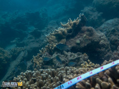 Porites cylindrica