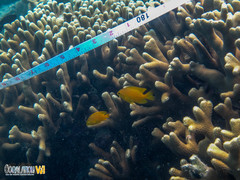 Porites cylindrica