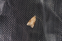 Peragrarchis syncolleta