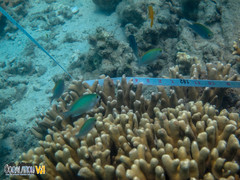Porites cylindrica