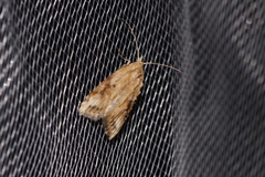 Peragrarchis syncolleta