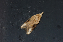 Peragrarchis syncolleta