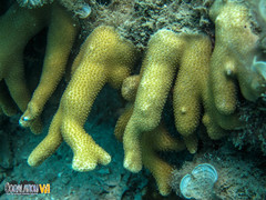 Porites cylindrica