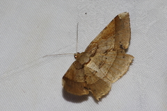 Krananda latimarginaria